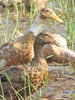 Ducks at the Farm
