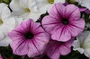 Purple Flower 2