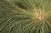 Grass