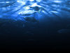 Underwater scene