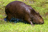 capivara