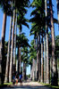 Jardim Botanico Rio de Janeiro