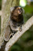 monkey, brasil
