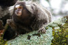 monkey, brasil