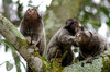 monkey, brasil