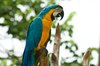 Parrot