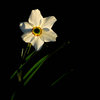 Narcis