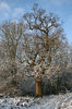 Snowy oak