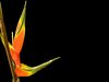 Heliconia Border 2