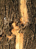 Wood Texture
