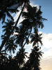 Coconut Tree Silhouette