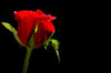 dark valentine