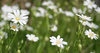 Tiny Stichwort