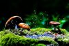 Autumn Fantasy