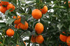 Oranges