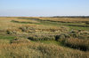 Salt marsh