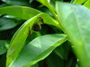 Green Spider