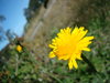 Dandelion flower