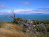 Windswept Coastline