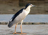 Night Heron