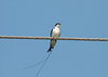 Wire-Tailed Swallow