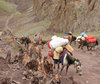 Pack Horses
