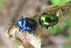 Jewel Bugs