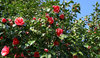 Camellias