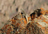 Himalayan Agama