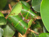 Weaver Ant Nest