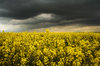 Rapeseed 2