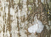 Wood texture