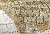 Wood texture