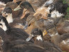 Ducks