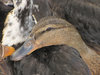 Ducks
