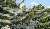 White profusion