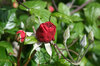 Rosebud