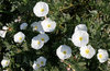 Silverbush