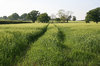 Green fields