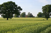 Green fields