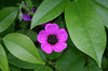 Cranesbill