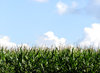 Corn field
