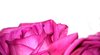 pink rose border