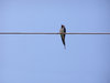 Bird on a wire
