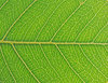 Leaf details
