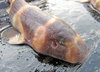 Young Dog Shark
