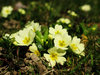 spring flowers