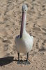 Pelican