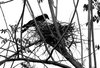Crow's Nest