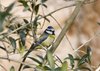 blue tit